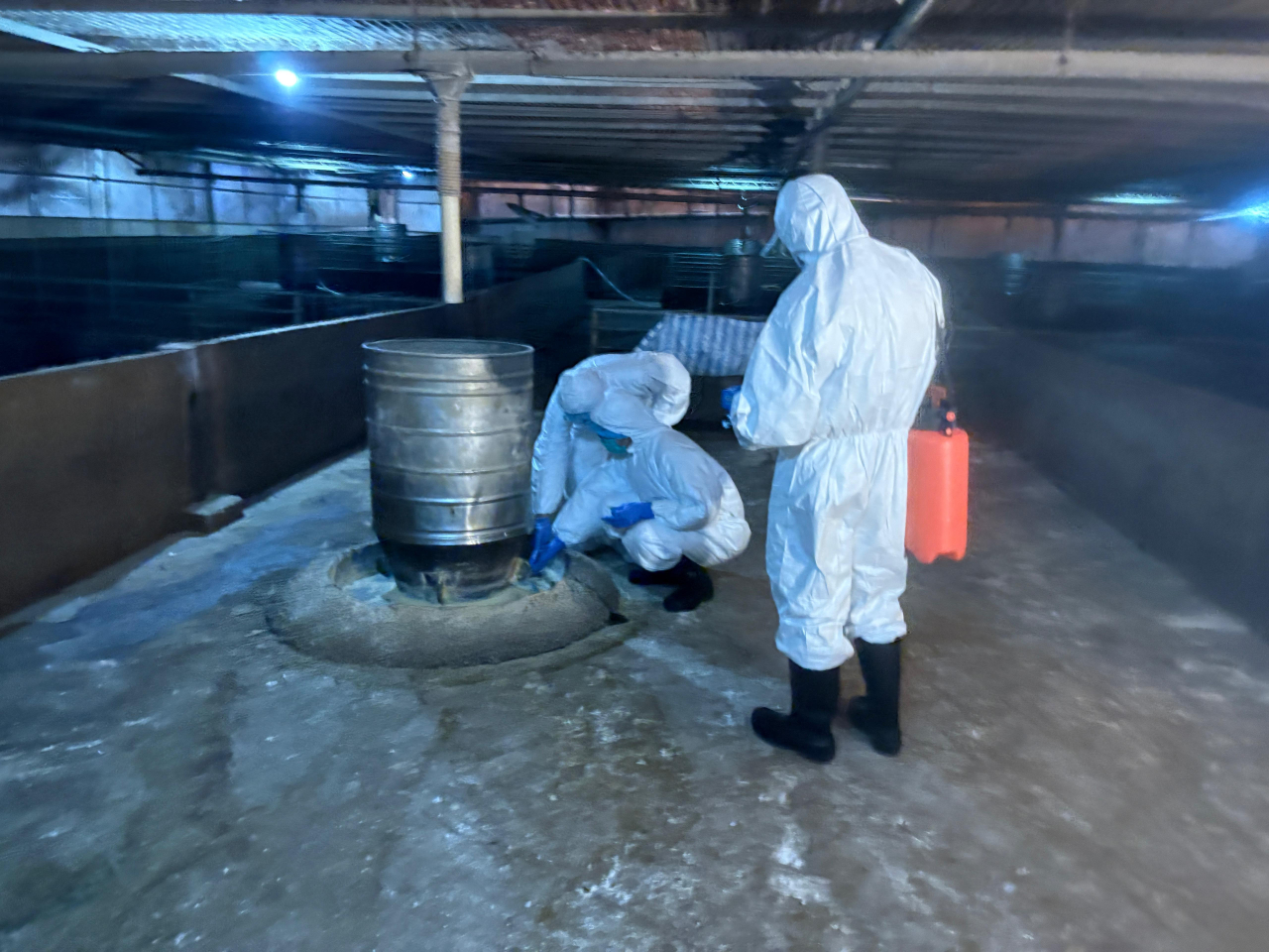 漁護署獸醫聯同專家到涉事豬場實地視察及調查，並收集環境樣本作進一步分析。（政府新聞處）