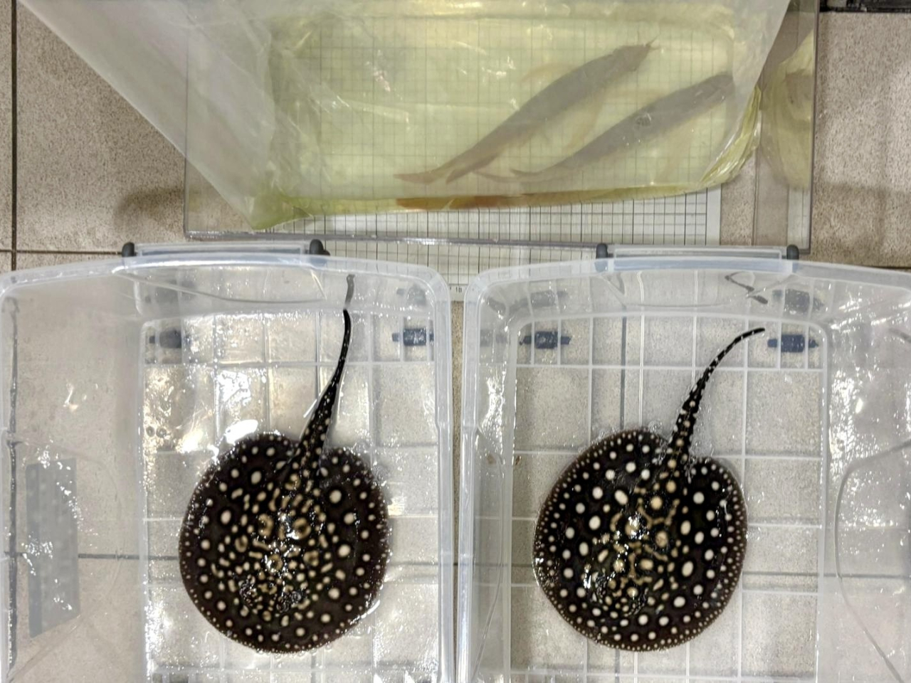 Two live river stingray were found inside plastic bags within a female traveller's rucksack, according to customs officials. Photo courtesy of the Customs and Excise Department