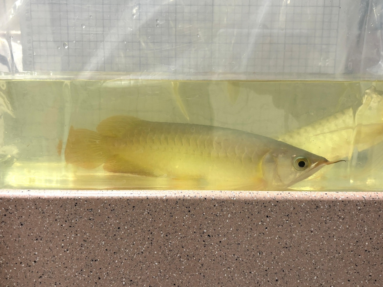 The woman was also allegedly carrying two arowanas &ndash; a type of endangered freshwater fish. Photo courtesy of the Customs and Excise Department