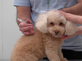 漁護署新大樓檢疫房間數量增　內地貓狗檢疫期縮短輪候時間減半年