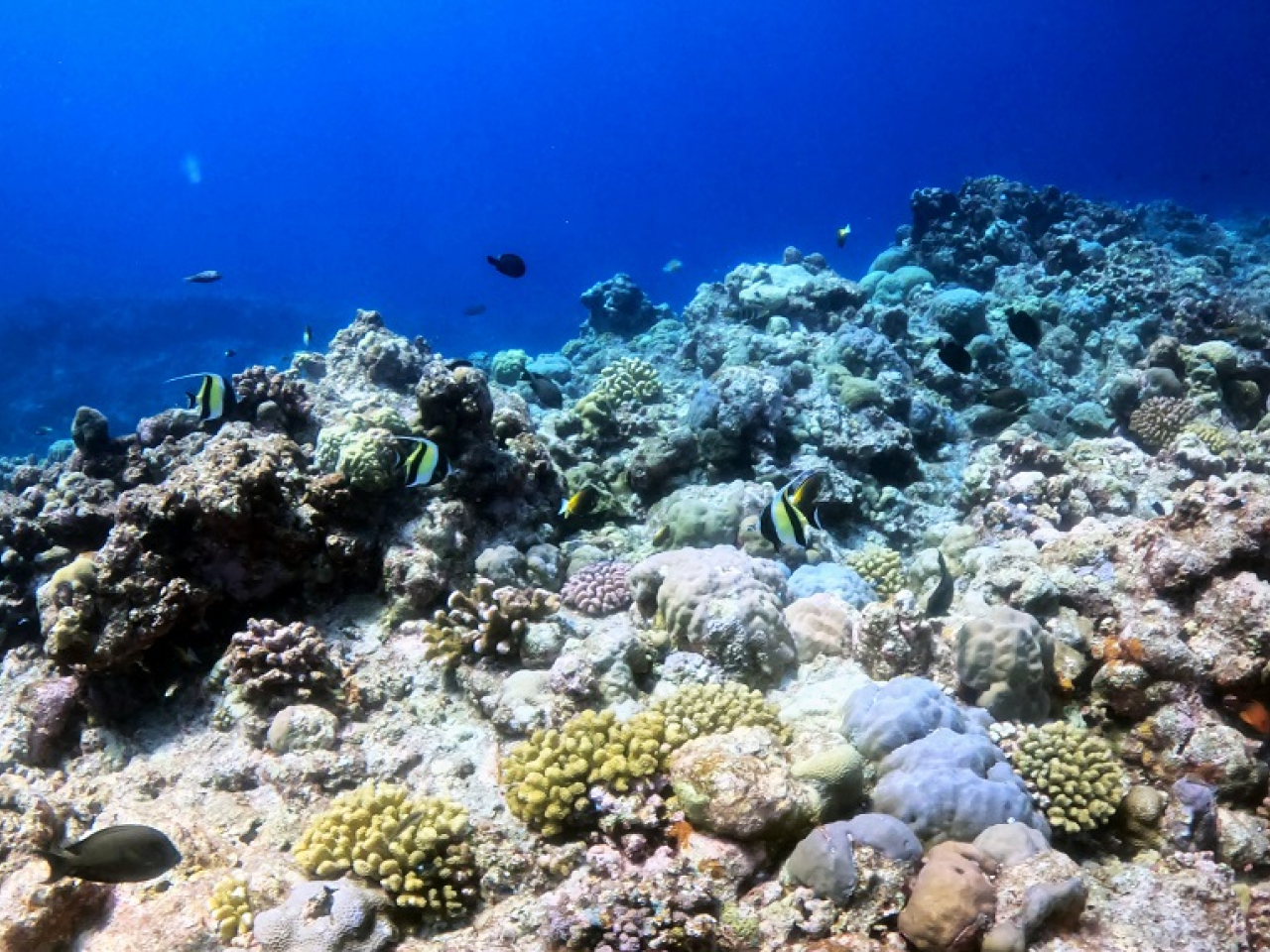 國務院早前同意新建黃岩島國家級自然保護區。（新華社資料圖片）