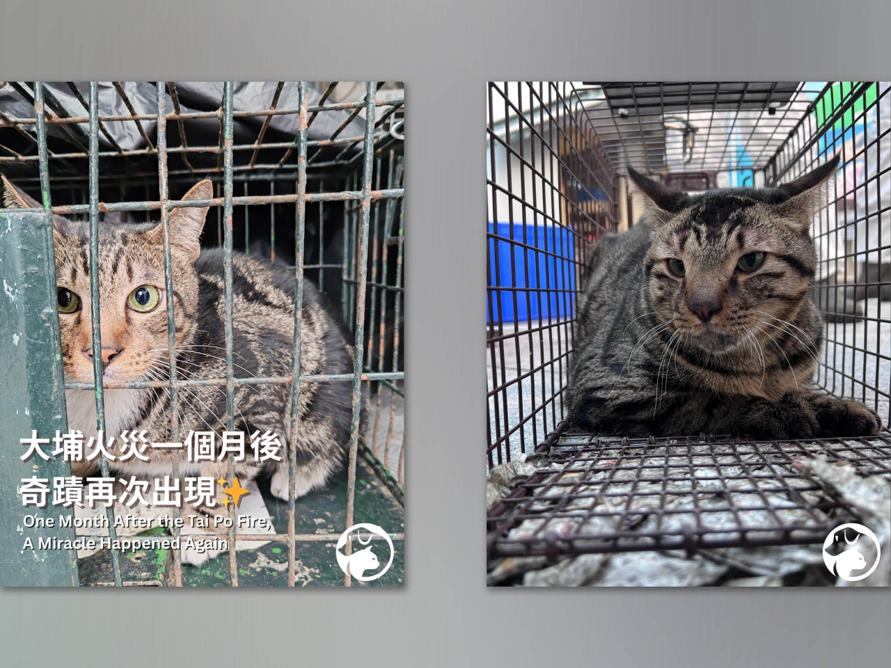 愛護動物協會發現聖誕節當日有貓隻入籠，愛協人員將貓隻送往檢查。昨日再成功捕獲一隻貓。（愛護動物協會）