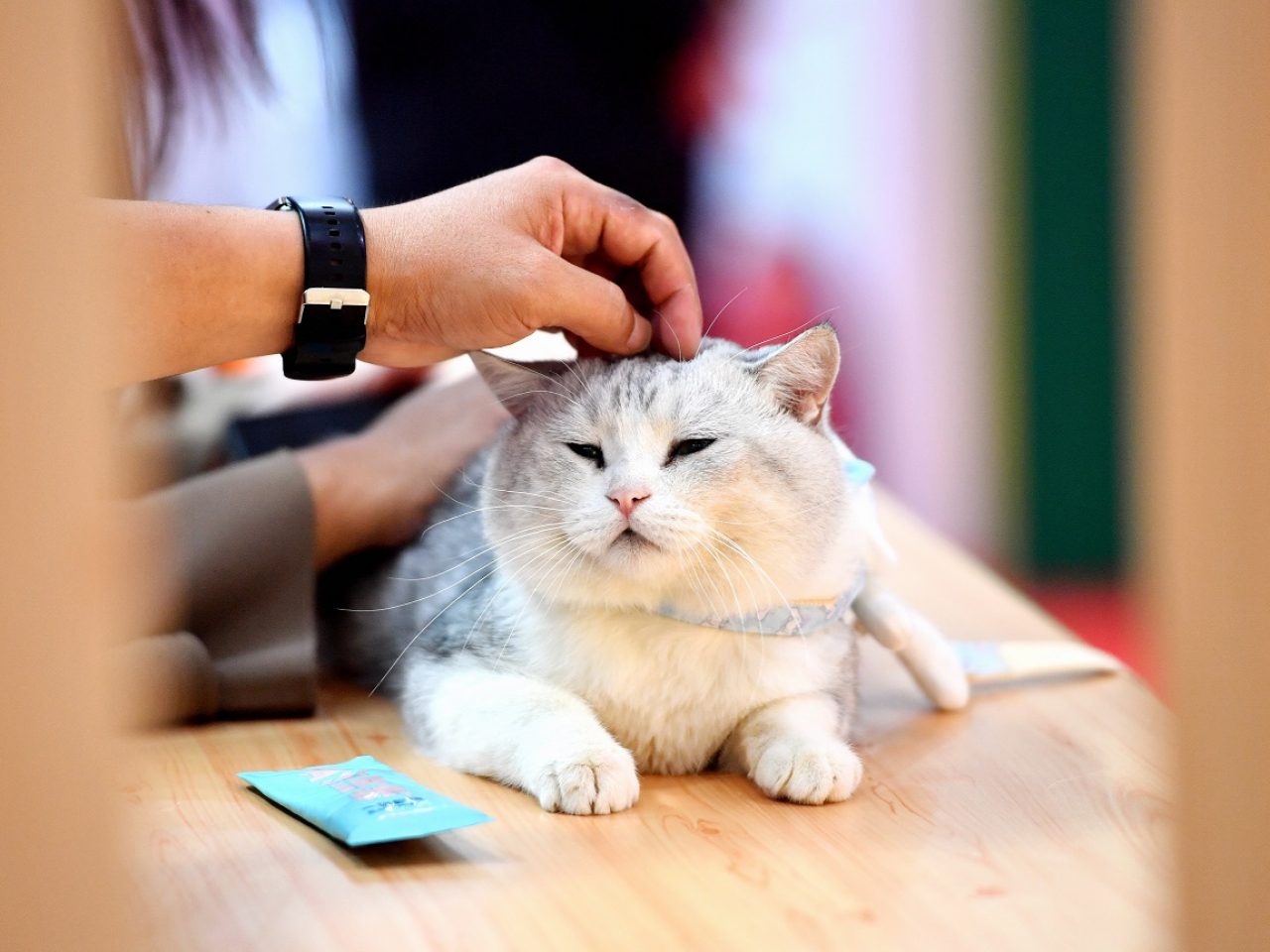有內地學者認為，寵物為人類帶來情緒價值，亦為新消費經濟作出貢獻。（新華社）