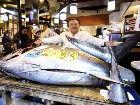 在東京豐洲市場，一條243公斤的青森縣大間產藍鰭吞拿魚，以超過5.1億日圓成交。（法新社）
