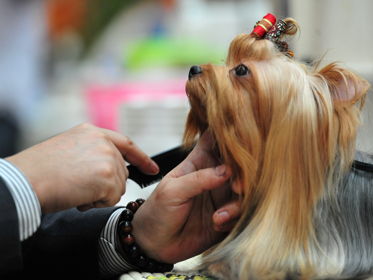 調查顯示近半受訪寵主認為寵物患上5大危疾機率少於兩成。（新華社資料圖片）