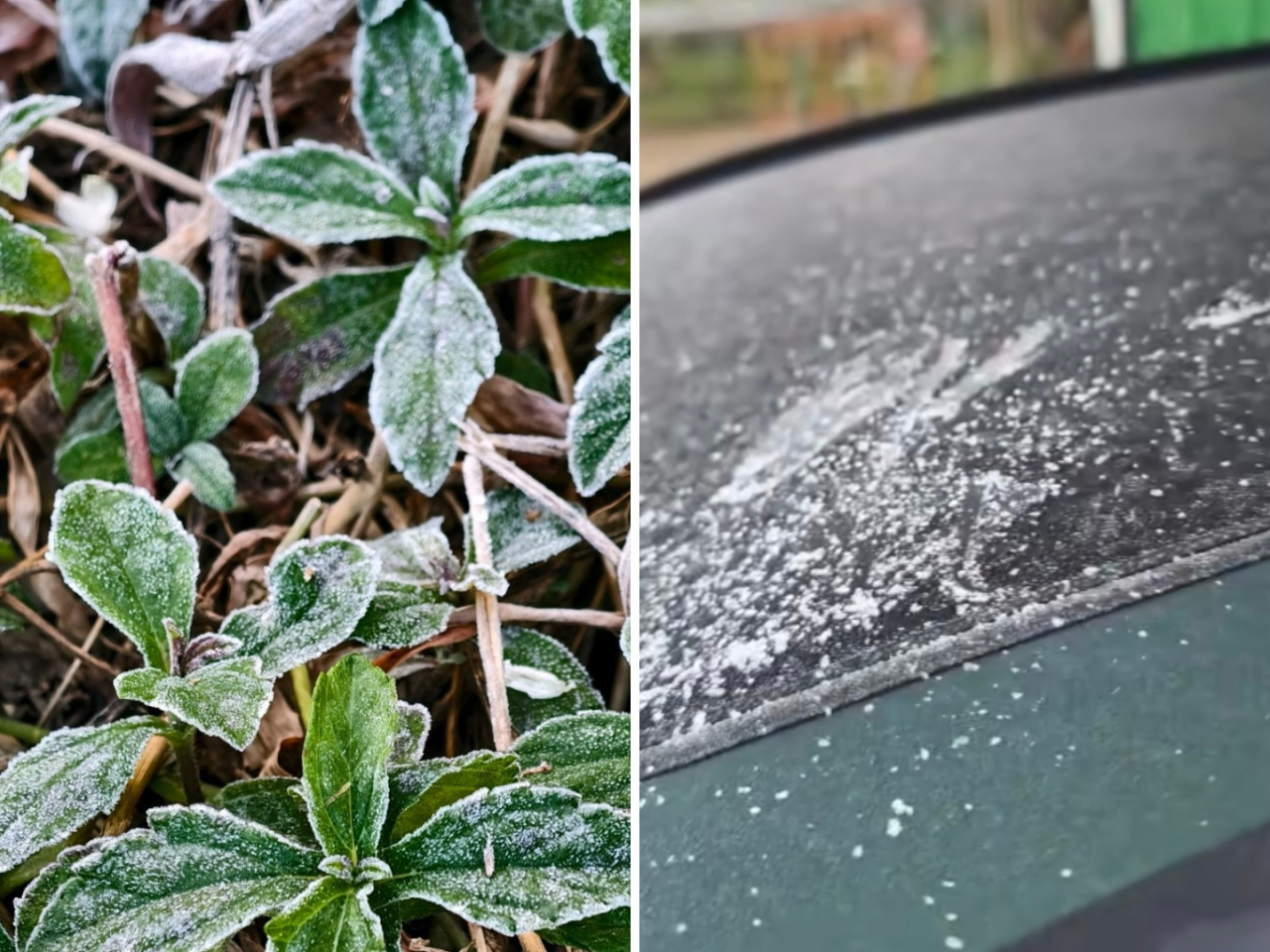 Social media was filled with images and videos from Tai Po and Fanling, showing people scraping ice from car windshields and documenting the delicate white coating on local vegetation. Photo: Online
