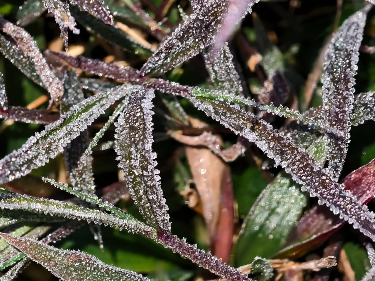 天文台表示，早上在大埔、粉嶺等地都有市民拍攝結霜的情況。（天文台社交網站）