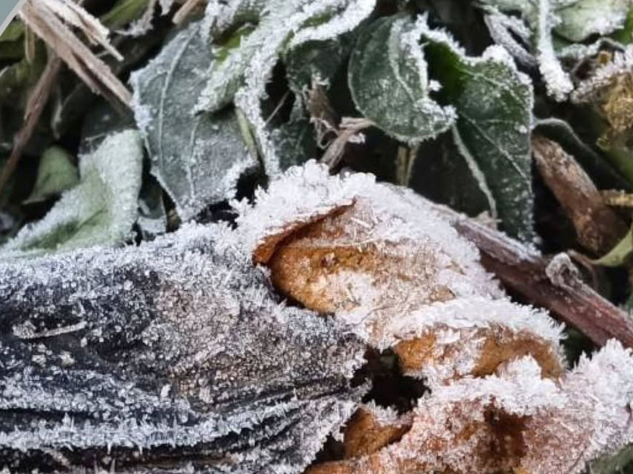 天文台表示，今早再有市民在新界地區影到結霜情況。（天文台社交專頁）