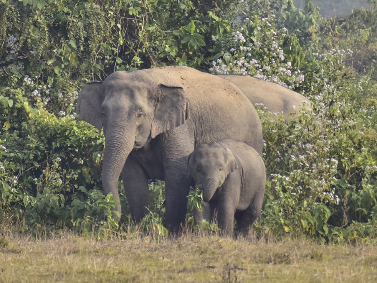 報道說，有關地區多年來一直都有關於人類與大象衝突的情況出現。（法新社資料圖片）