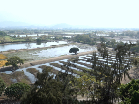 落馬洲濕地出沒鳥類較2007年升25%　港鐵與港大試驗新措施