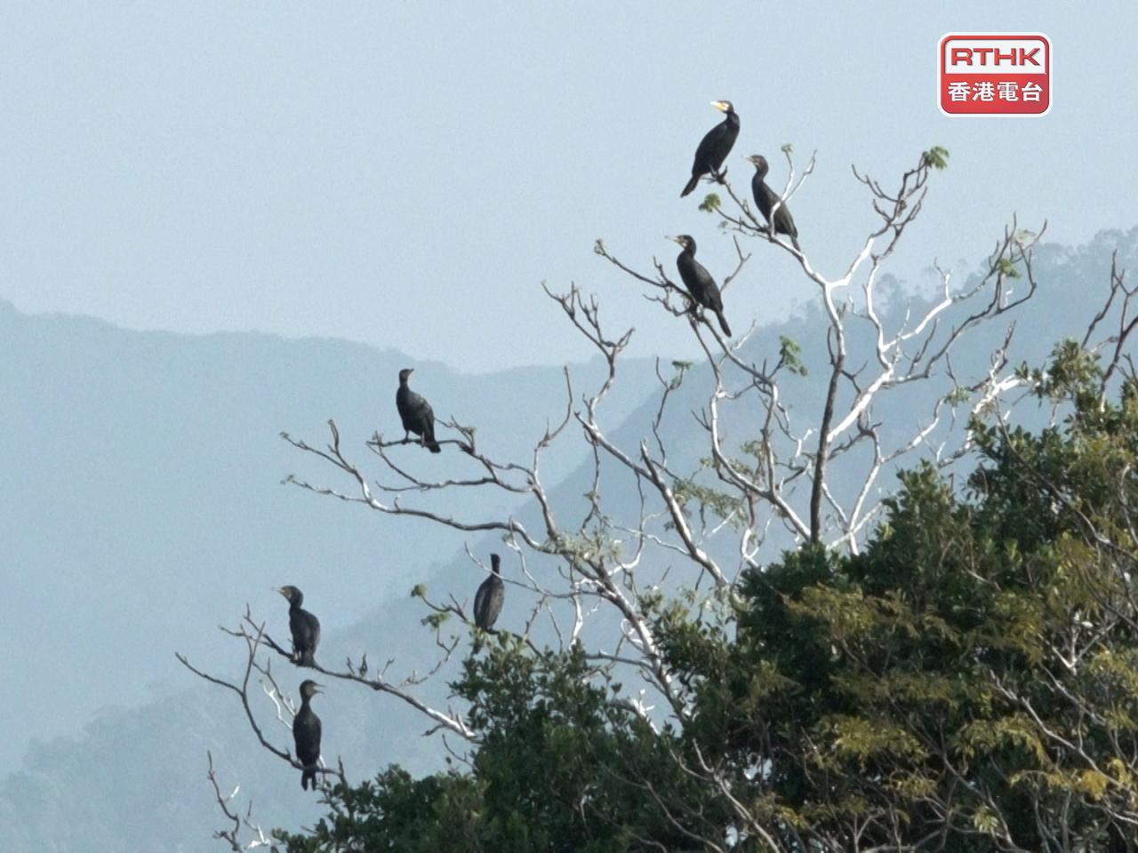 落馬洲濕地，目前有超過280多種鳥類出沒，比2007年上升約25%。（林紹鋒攝）