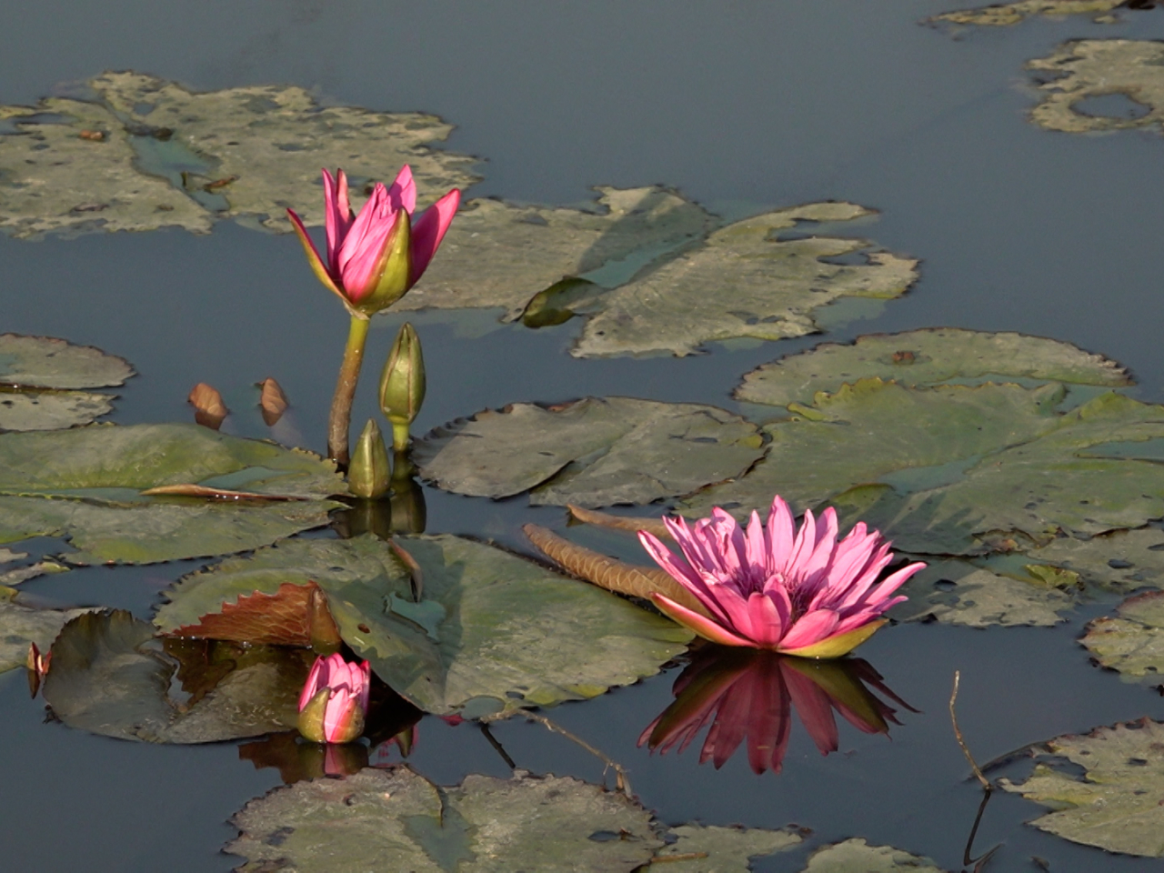 新措施包括建立「濕地植物及魚苗培育基地」。(林紹鋒攝)