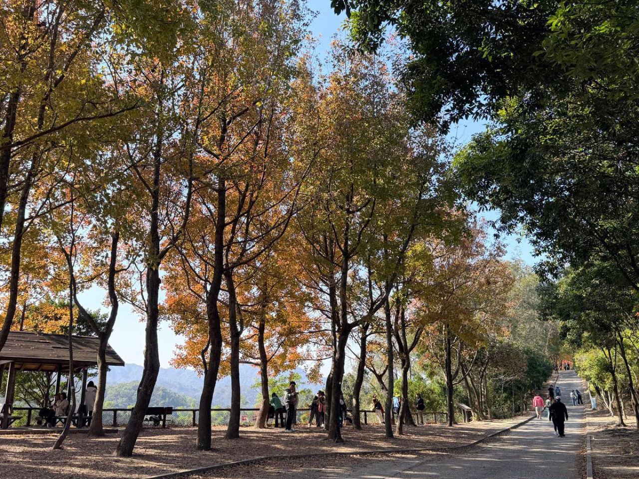 運輸署表示，過去個多月，市區和郊外多處紅葉吸引不少市民觀賞，署方與相關部門預早督導公共運輸服務營辦商做好部署，應對人流。（運輸署社交網站）