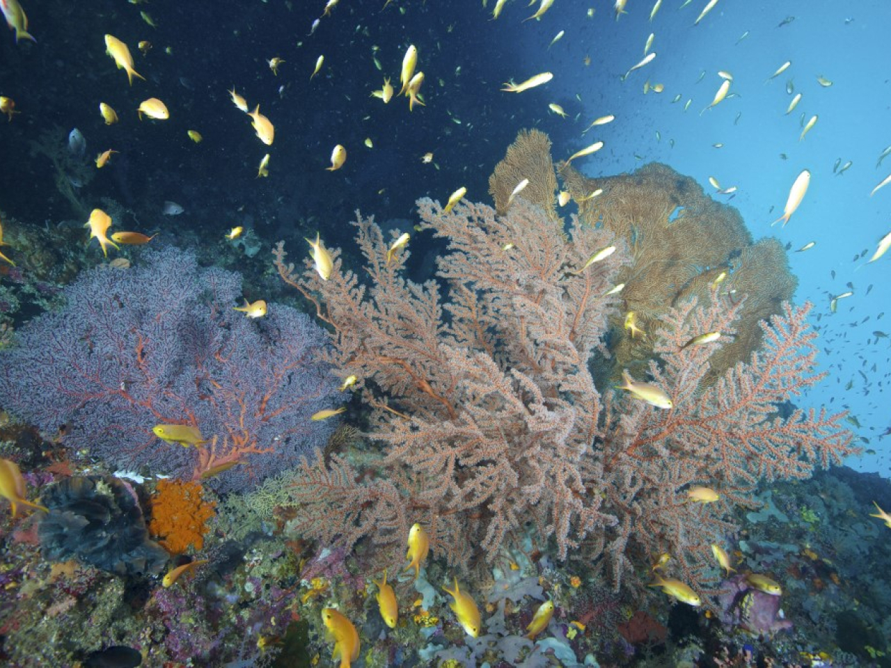 The high seas treaty aims to protect biodiverse areas in waters extending beyond countries' exclusive economic zones. File photo: AFP