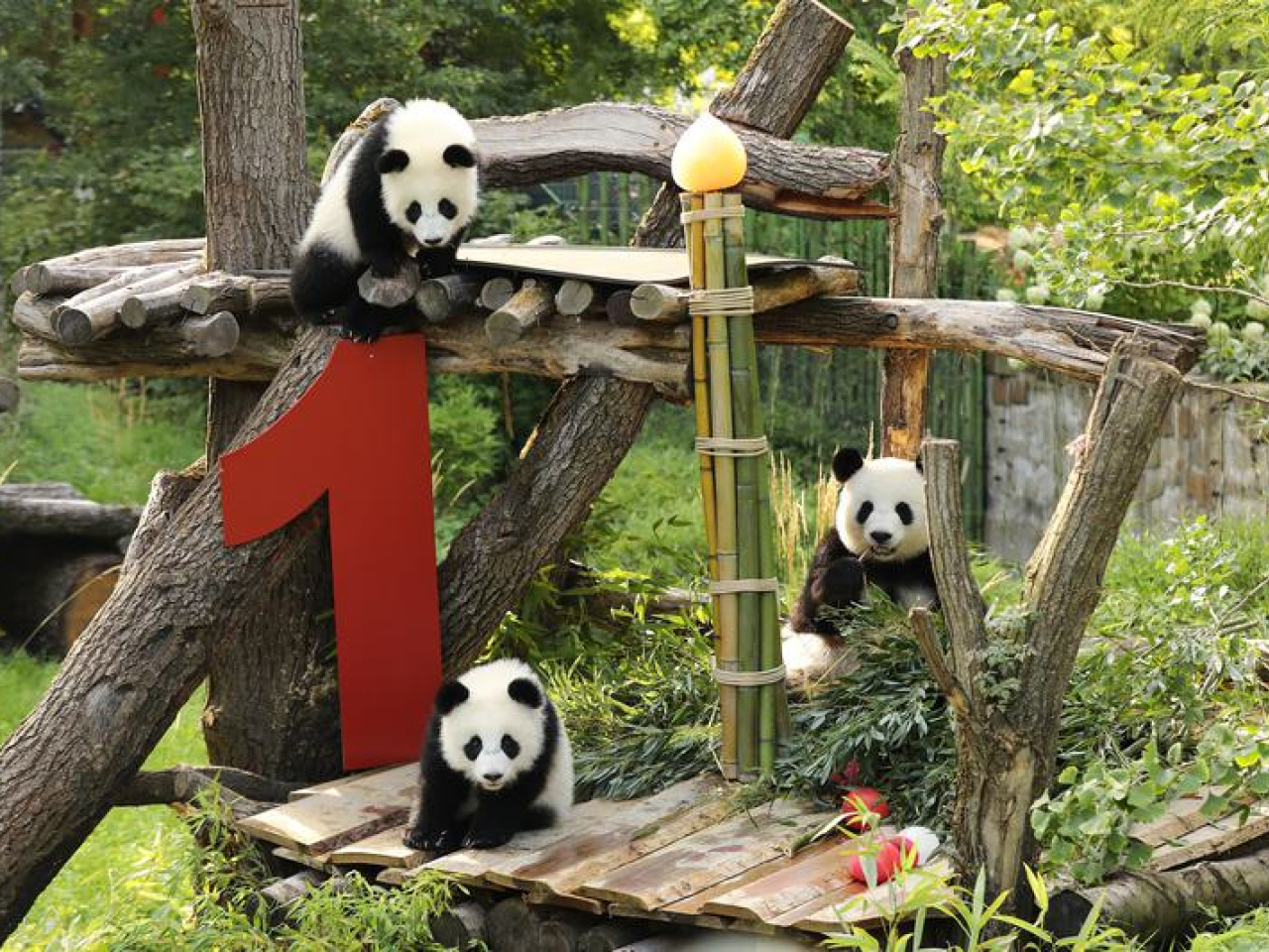 柏林動物園去年8月為大熊貓「夢好」（上）、「夢甜」（左下）慶祝一歲生日，母親「夢夢」與牠們合照。（新華社資料圖片）