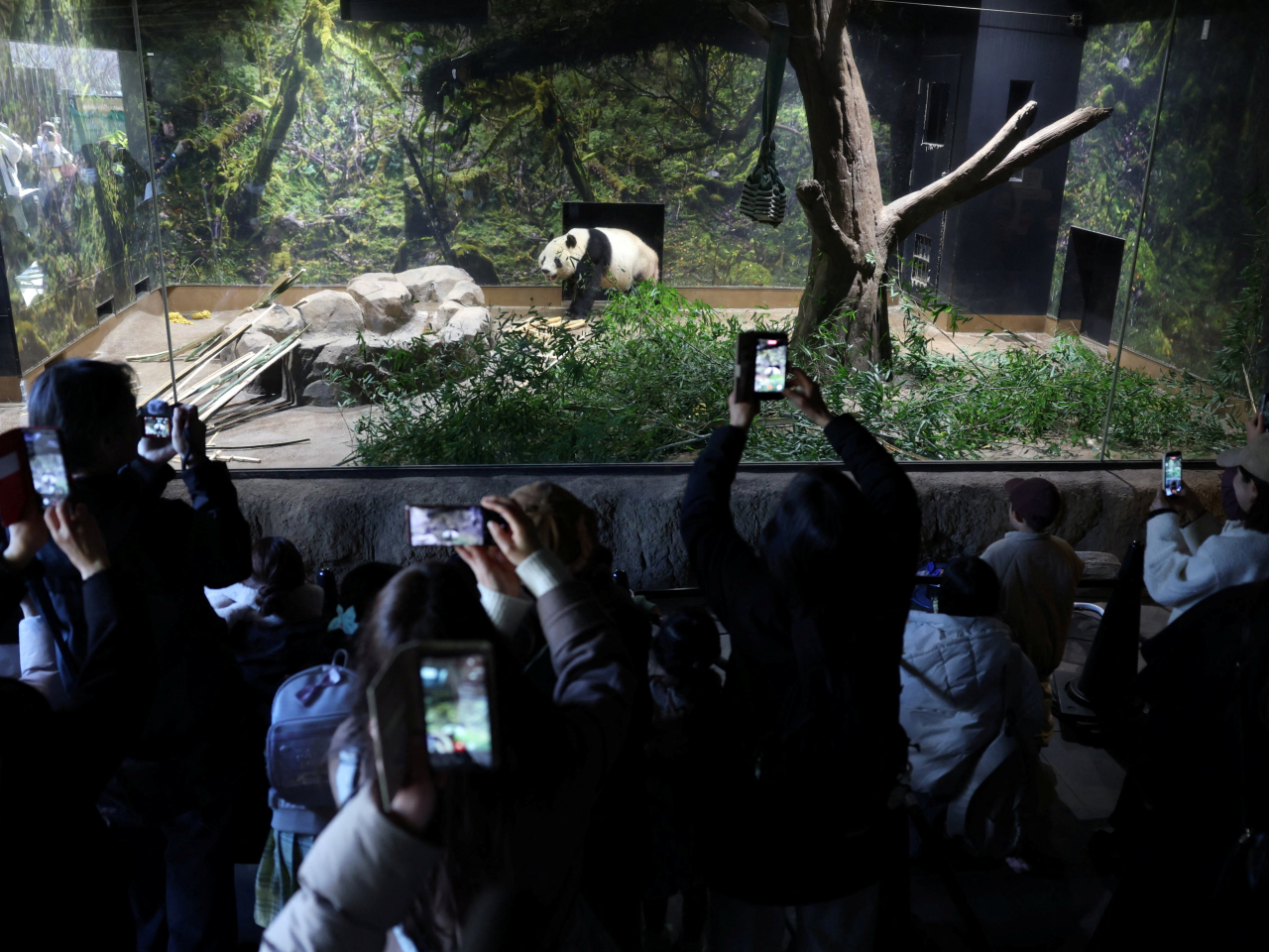 大批民眾到動物園探望大熊貓曉曉。（路透社）