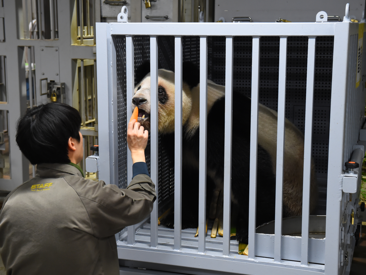 大熊貓「蕾蕾」昨日離開上野動物園前進食。（新華社）