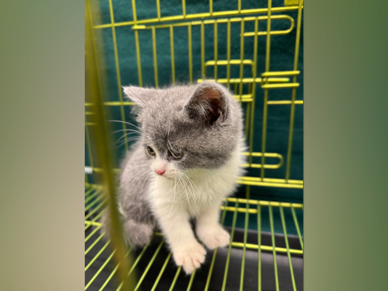 海關檢獲的懷疑非法進口貓。（政府新聞處）