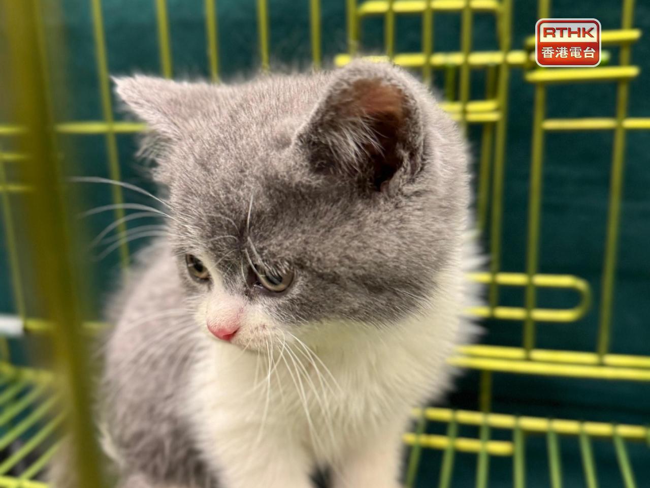 The cat has an estimated market value of about HK$20,000. Photo courtesy of Information Services Department