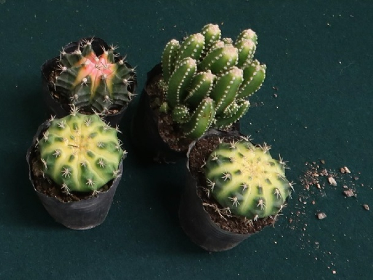 海關昨日在深圳灣管制站檢獲四株懷疑受管制屬瀕危物種的仙人掌 。（政府新聞處圖片）