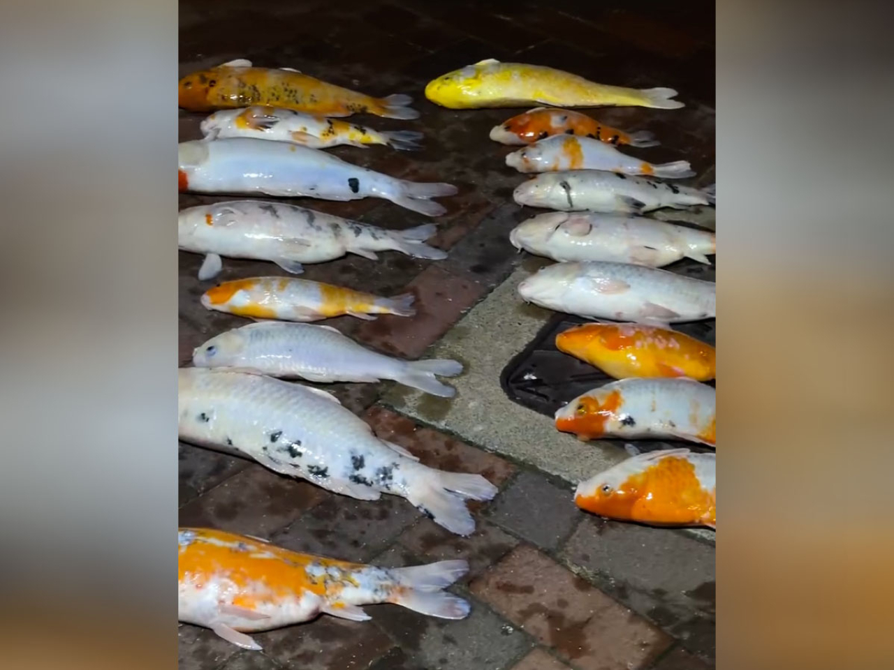 Sources said a woman from a cleaning company has been arrested over the dead fish in Tseung Kwan O. Photo courtesy of animal volunteer group The Turtle's Inn