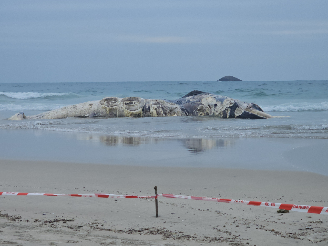 The whale carcass is discovered in Ham Tin Wan. Photo courtesy of the Agriculture, Fisheries and Conservation Department