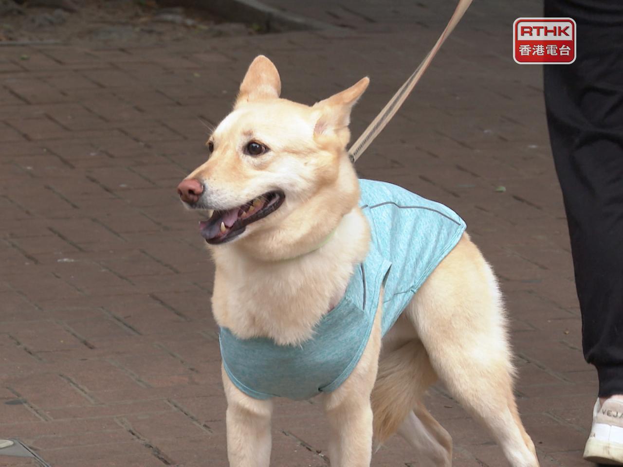 Up to 1,000 eateries will cater to dogs and their owners when the first batch of approvals are expected to be granted by the middle of this year. File photo: RTHK