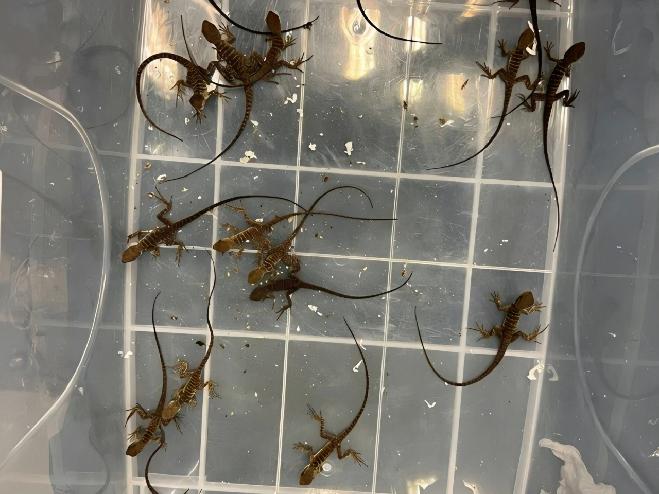 海關在深圳灣管制站檢獲44隻活蜥蜴。（政府新聞處）