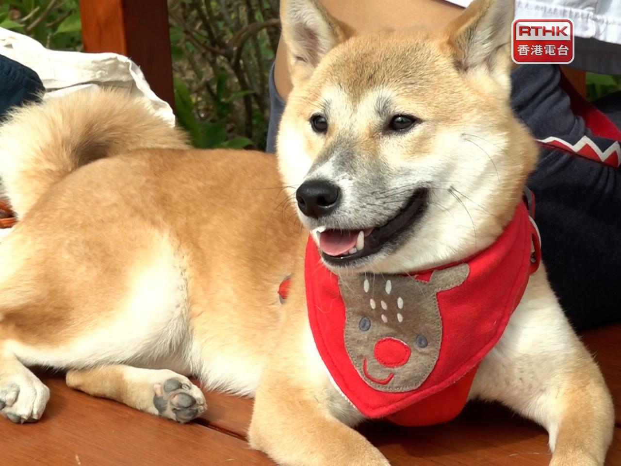 An animal welfare group welcomed the phased approach, saying the goal is to ensure the long-term success of pet-friendly policies. File photo: RTHK