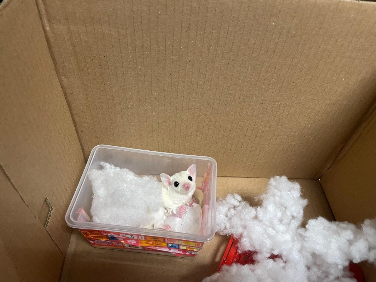 海關檢獲包括懷疑非法進口蜜袋鼯。（政府新聞處）