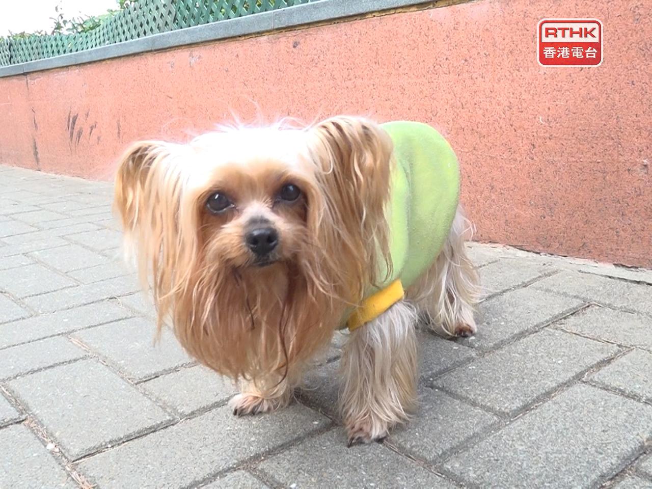 政府將容許狗隻進入獲批准食肆，預計今年年中批出首階段的最多1000個牌照。（港台圖片）