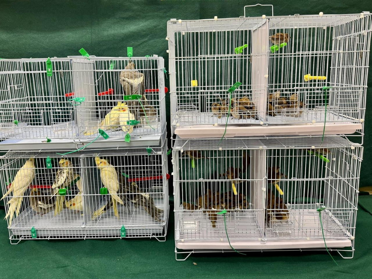 圖中為海關人員檢獲的懷疑非法進口活雀鳥。（政府新聞處）