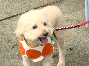 每名食客或最多可帶兩隻狗進入食肆