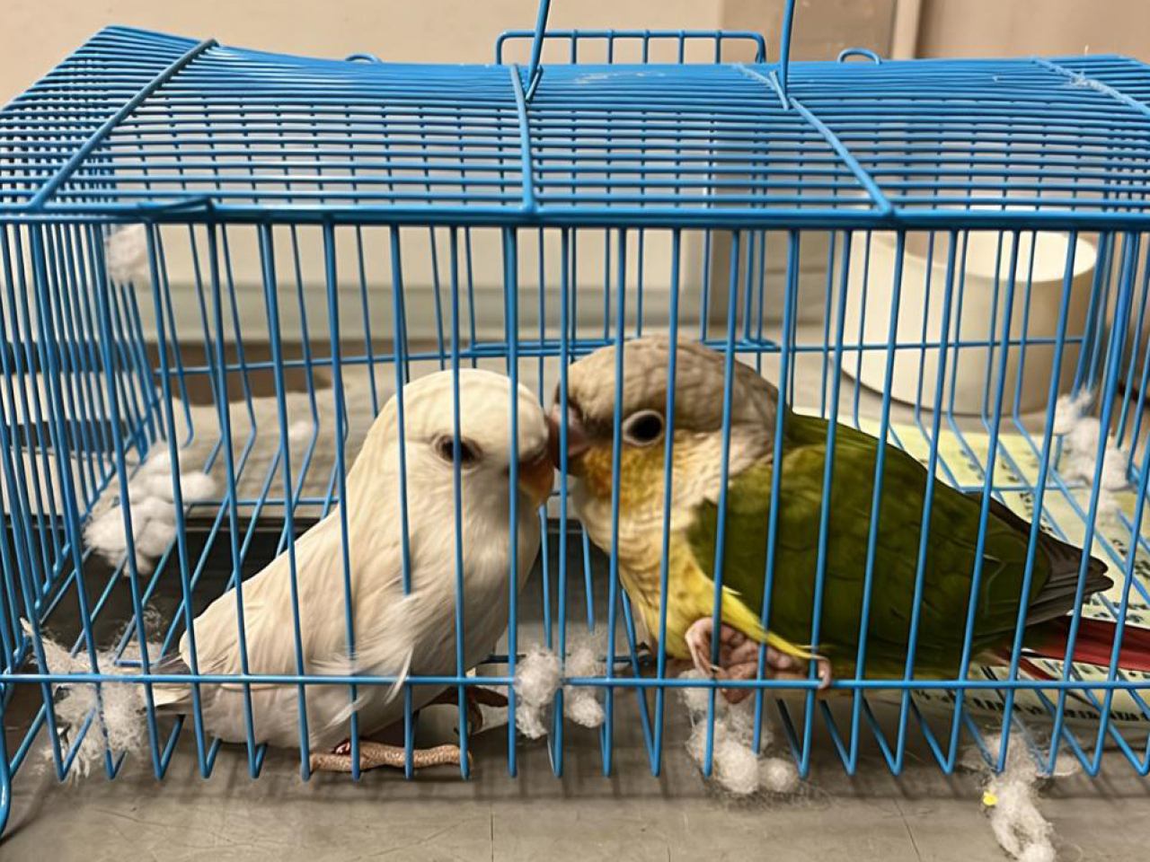 海關檢獲的活雀鳥。（政府新聞處）