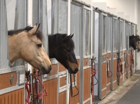 賽馬會轄下有3間公眾騎術學校，分別位於屯門、鯉魚門及薄扶林。（鍾家銘攝）