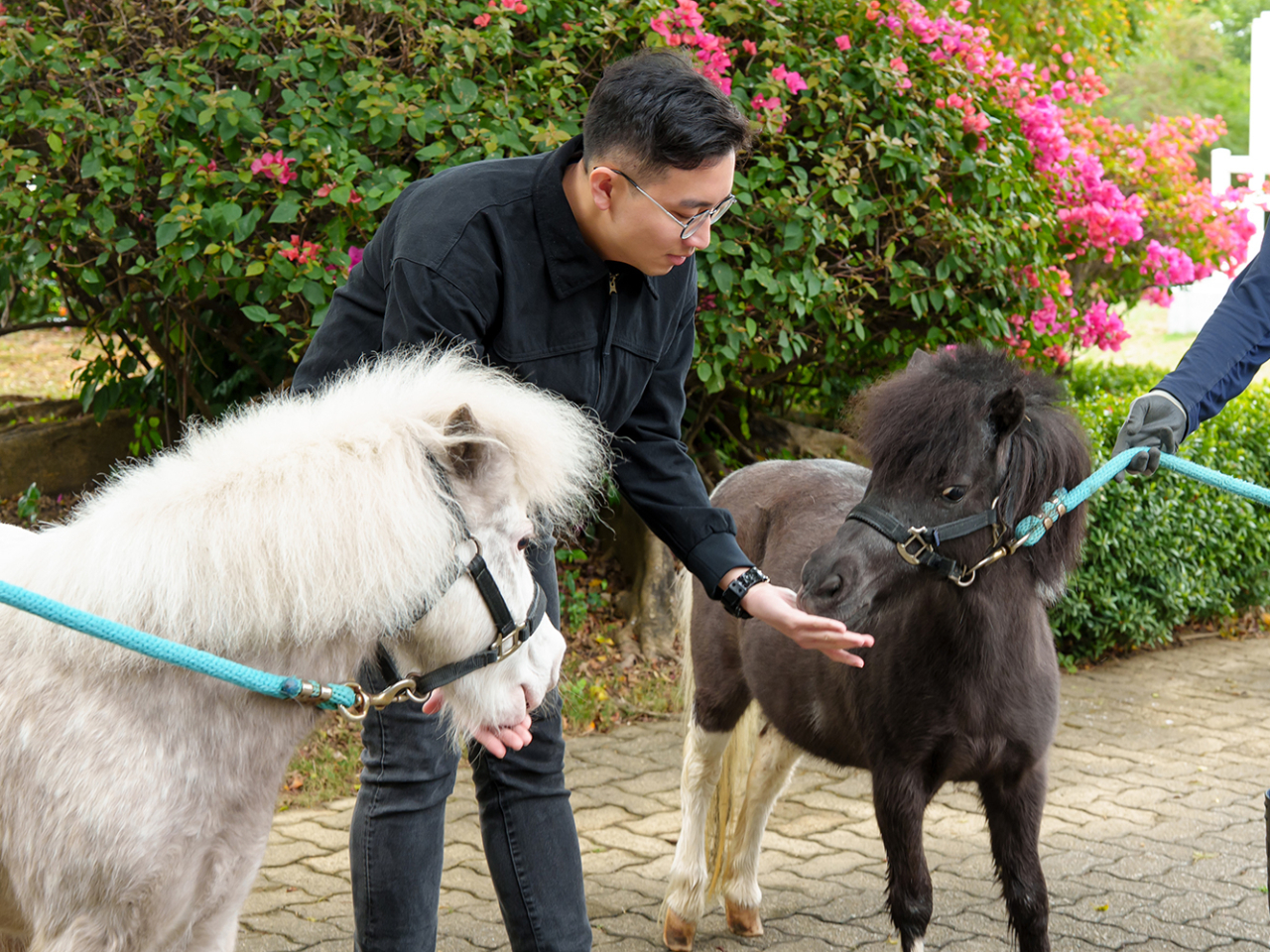 大館表示，市民可以溫柔地接觸小馬，但不可餵飼。（大館提供）