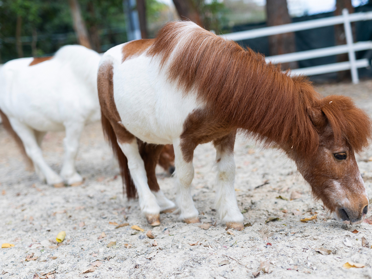 「雪特蘭小馬」性格溫馴，身型相對細小（大館提供）