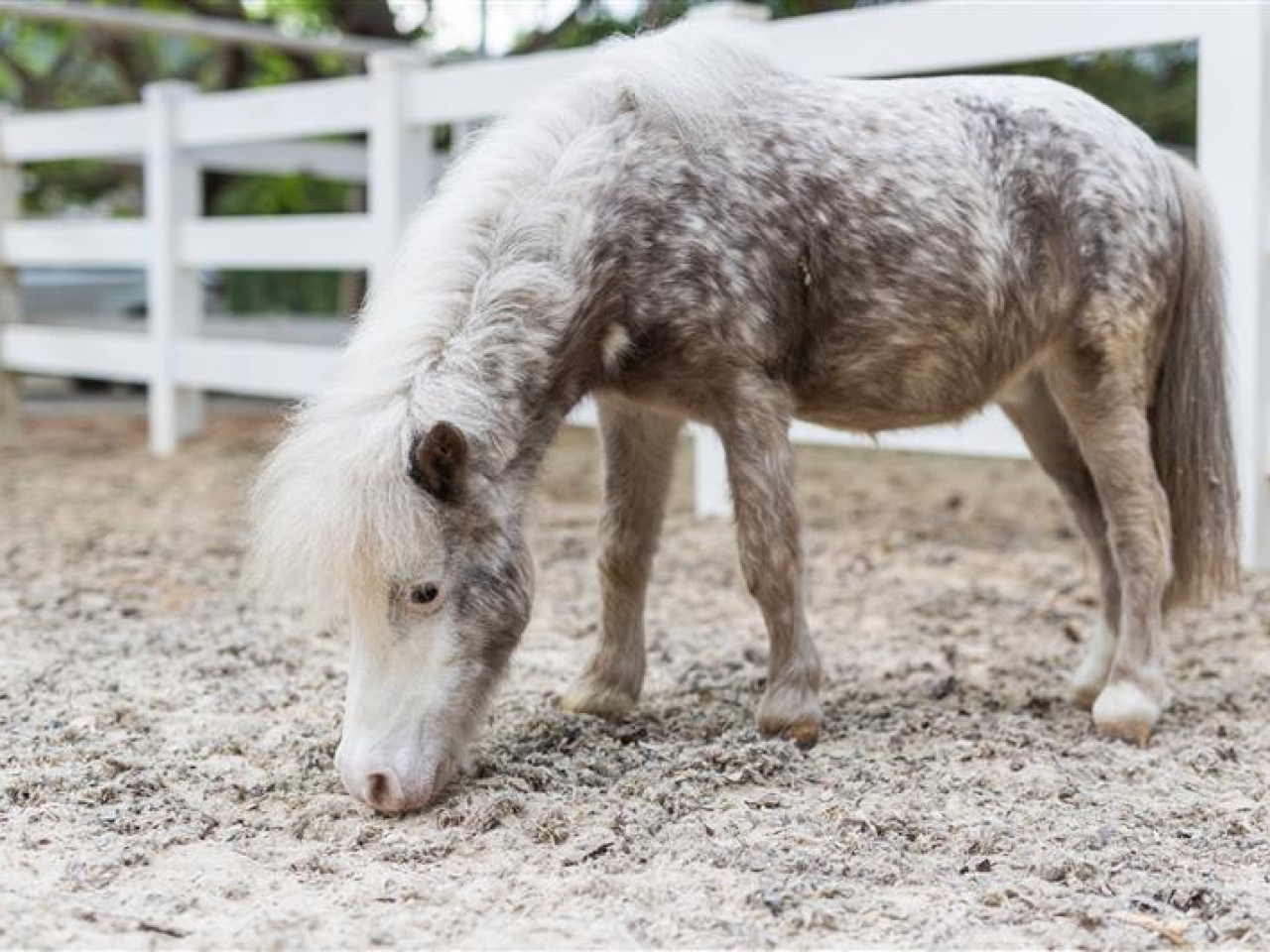 大館前身為中區警署建築群，當年的第二座是馬房，因此趁今年馬年，安排小馬在大館現身。（大館提供）