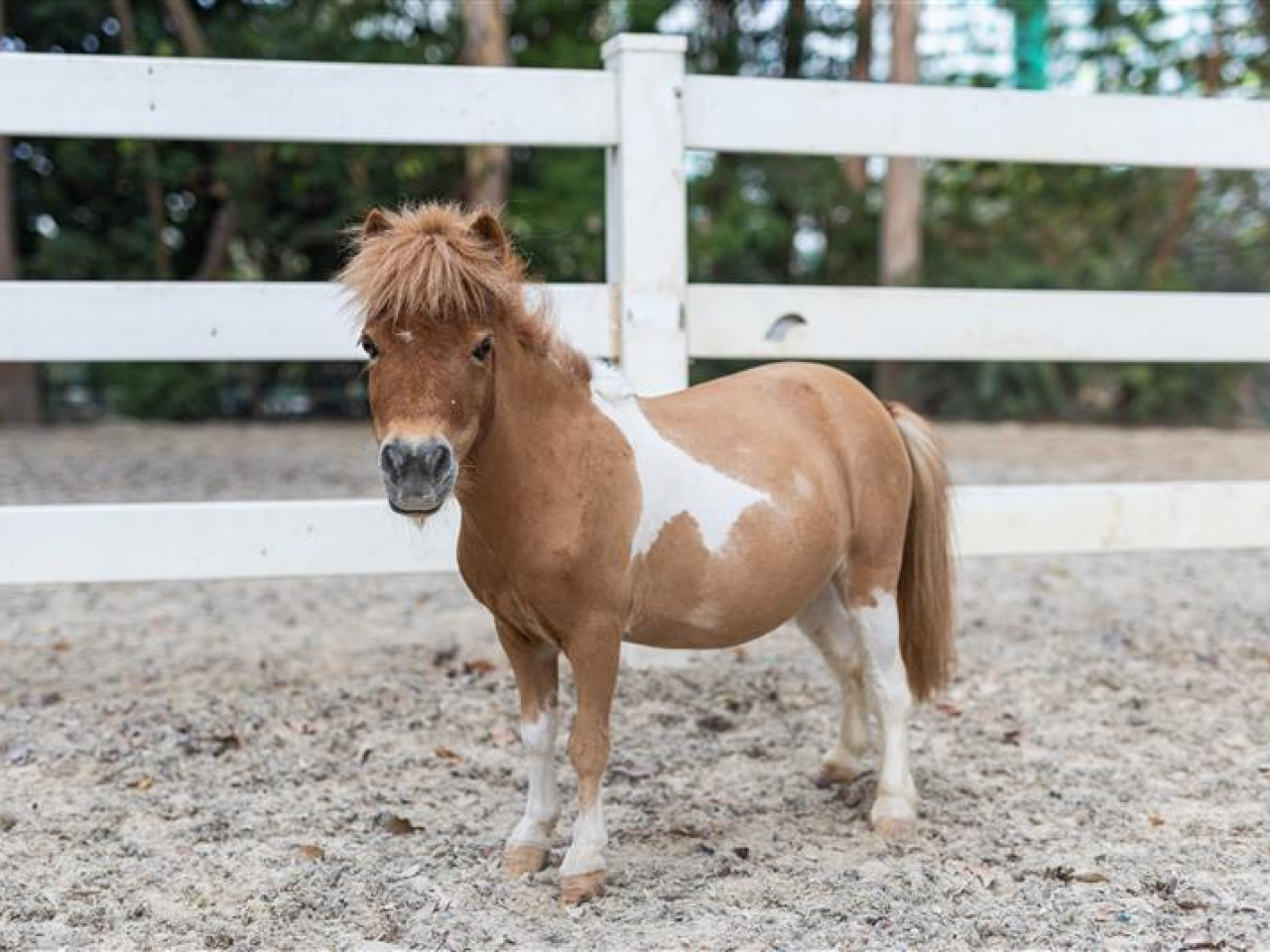 大館真小馬_市民可以「溫柔觸摸」小馬及拍照留念，但要遵守「互動禮儀」。（大館提供）