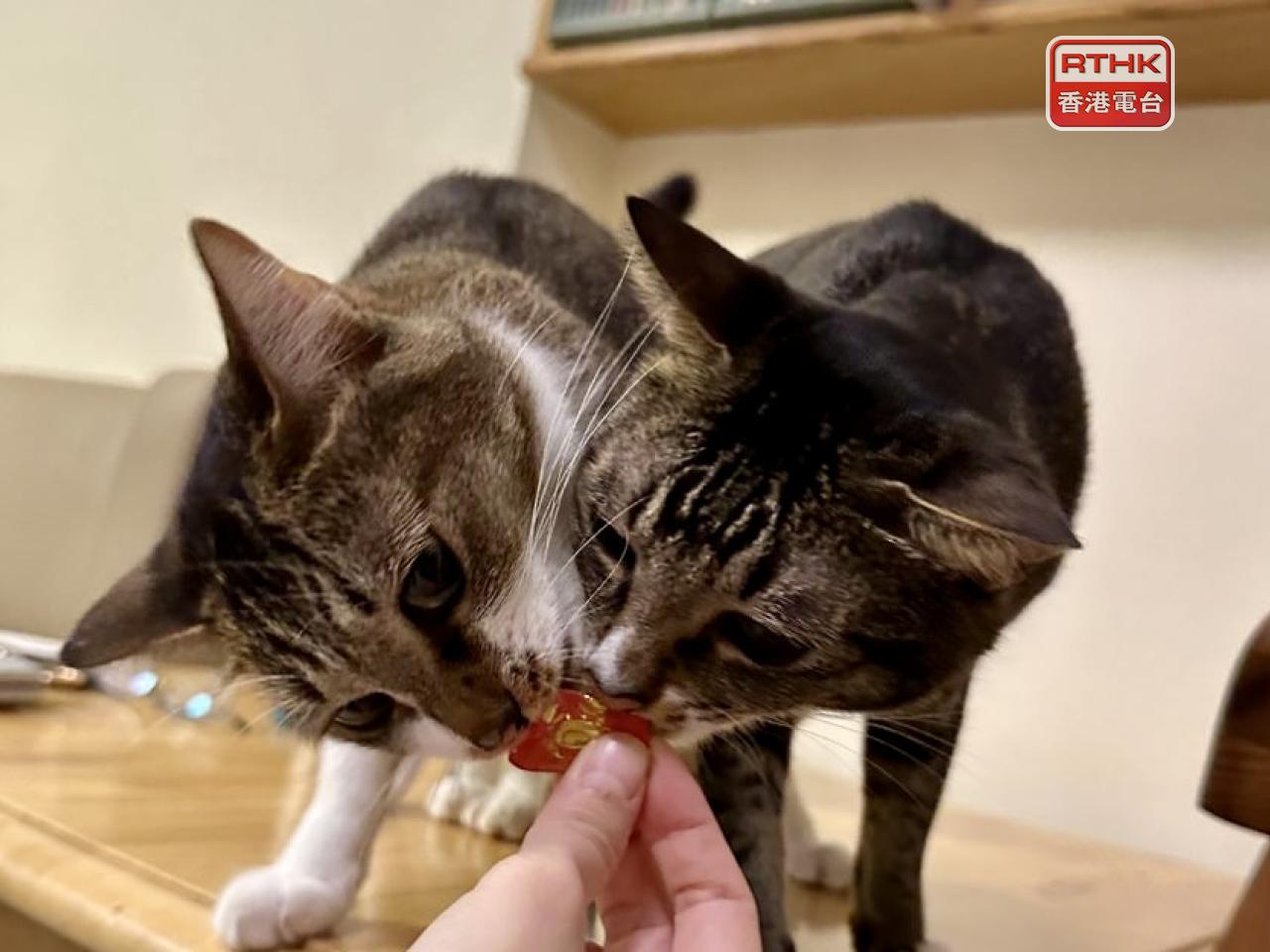 愈來愈多食品製造商推出寵物賀年食品，讓「毛孩」可以與主人一起歡度節日。（港台圖片）