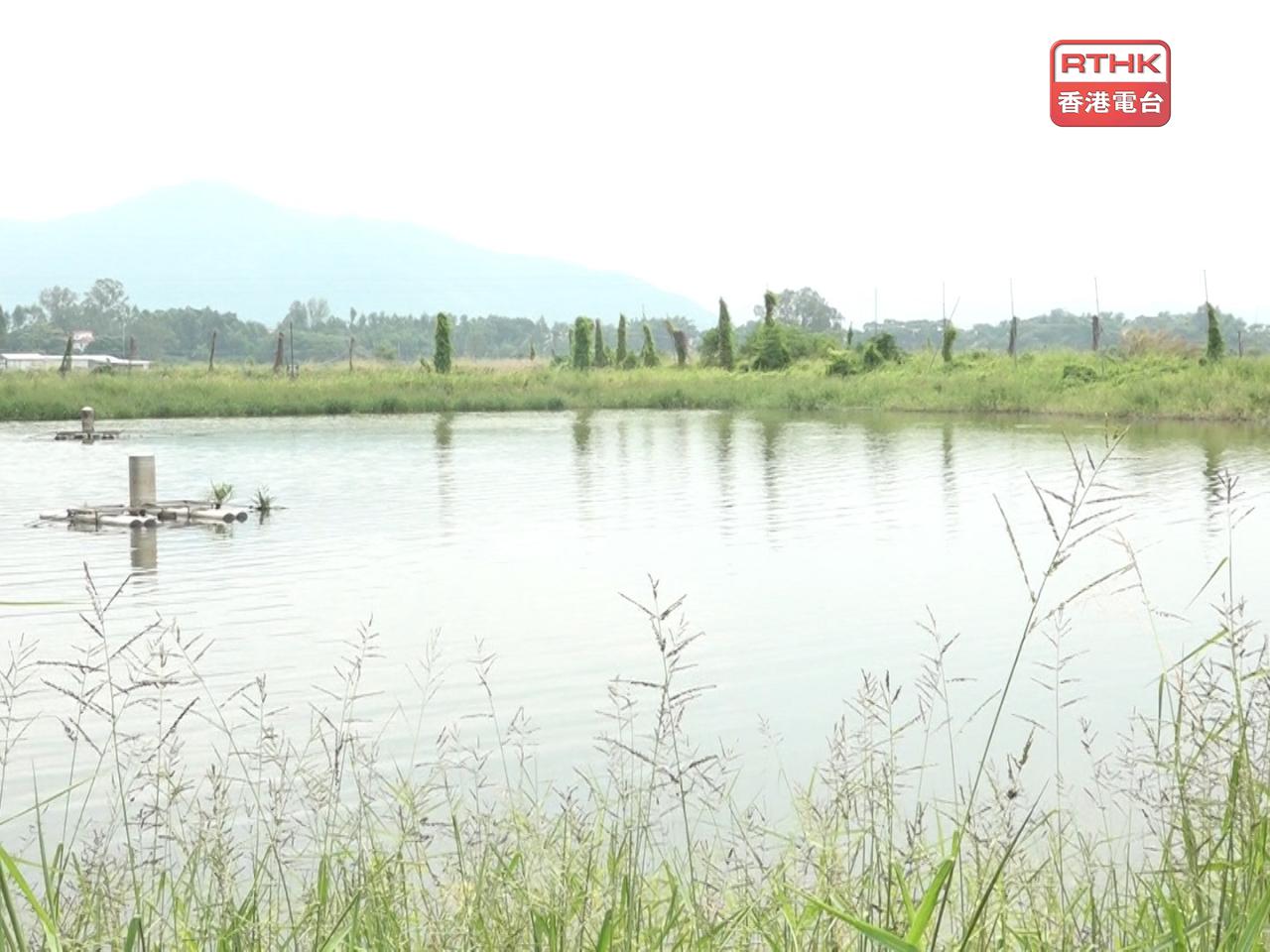 Fanny Yeung said opening up more areas in the wetland park could attract nature-lovers and bird watchers. File photo: RTHK