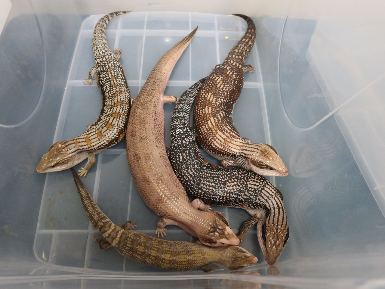 海關檢獲的懷疑受管制屬瀕危物種活蜥蜴。（政府新聞處）
