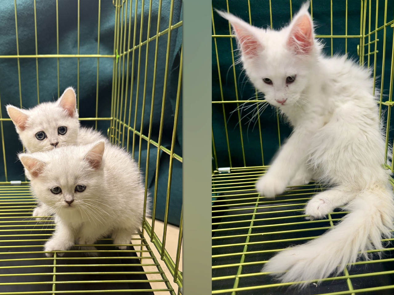 海關檢獲的懷疑非法進口貓。（政府新聞處）