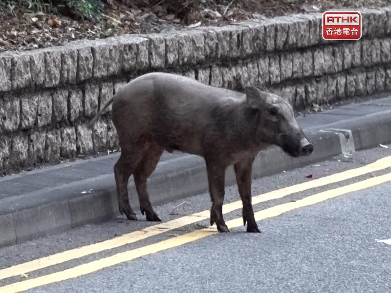 野豬闖入港鐵烏溪沙站一帶。（施華駿攝）