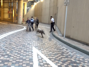 野豬闖入港鐵烏溪沙站一帶　晚上被麻醉槍射中制伏