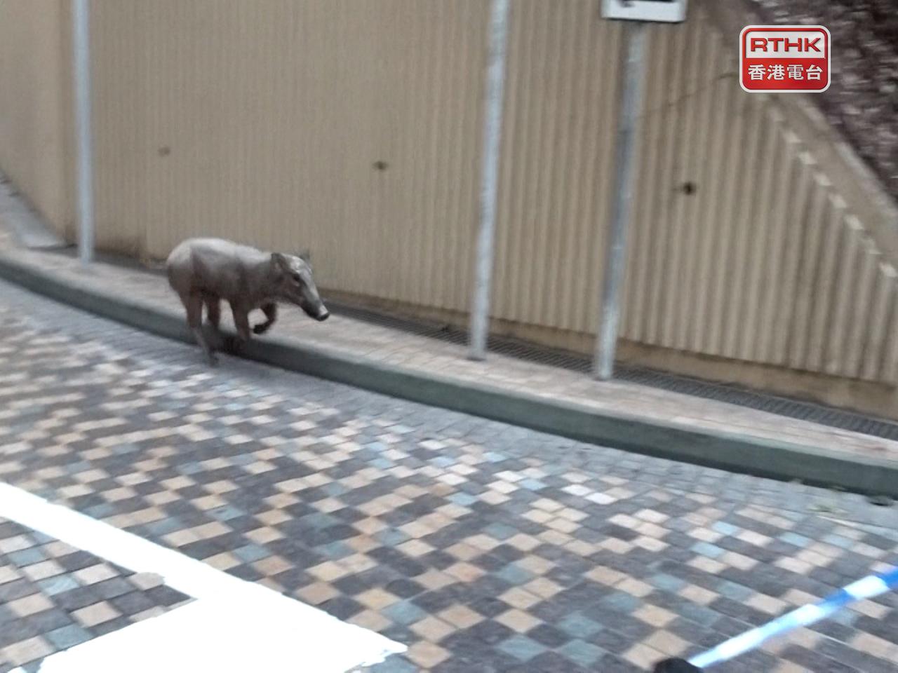 漁護署說，有關野豬為亞成年雄性，體長約1.2米，重約40公斤。（施華駿攝）