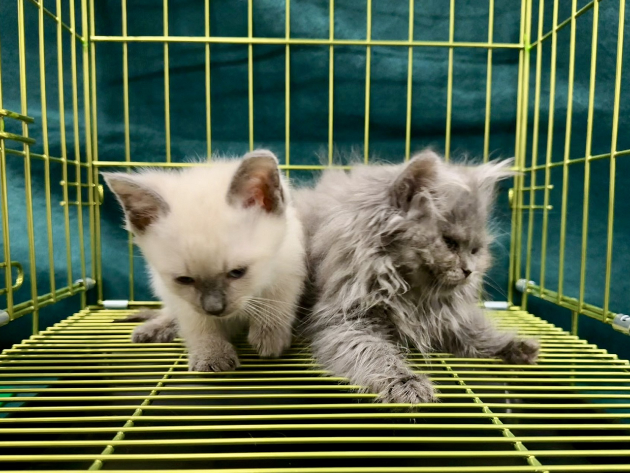 海關檢獲的懷疑非法進口貓。（政府新聞處）