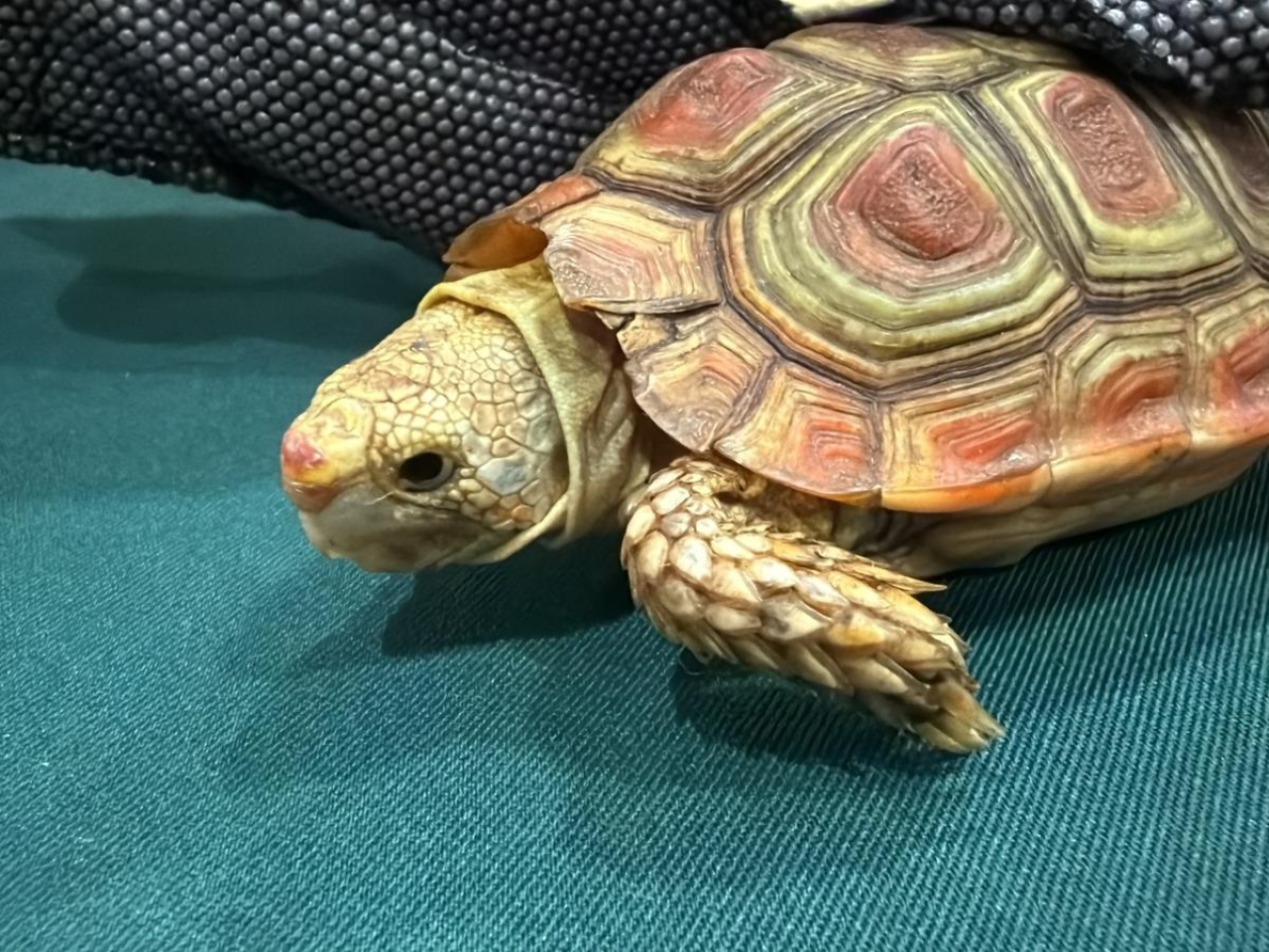 海關檢獲的懷疑受管制屬瀕危物種的活龜。（政府新聞處）