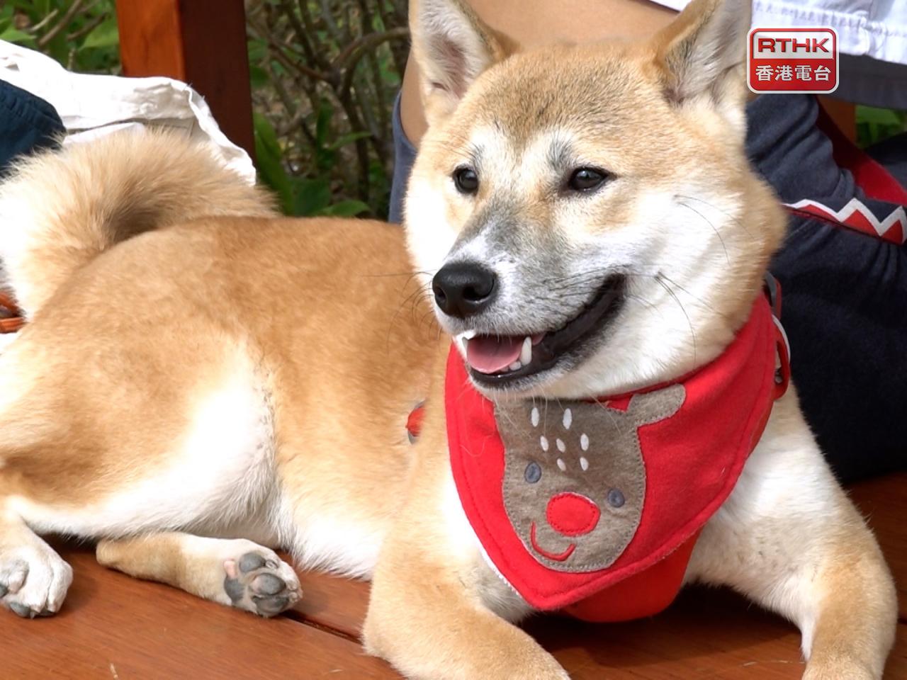 政府提出修訂《食物業規例》，容許狗隻在指定情況下進入已獲食環署署長批准的食物業處所。（港台圖片）