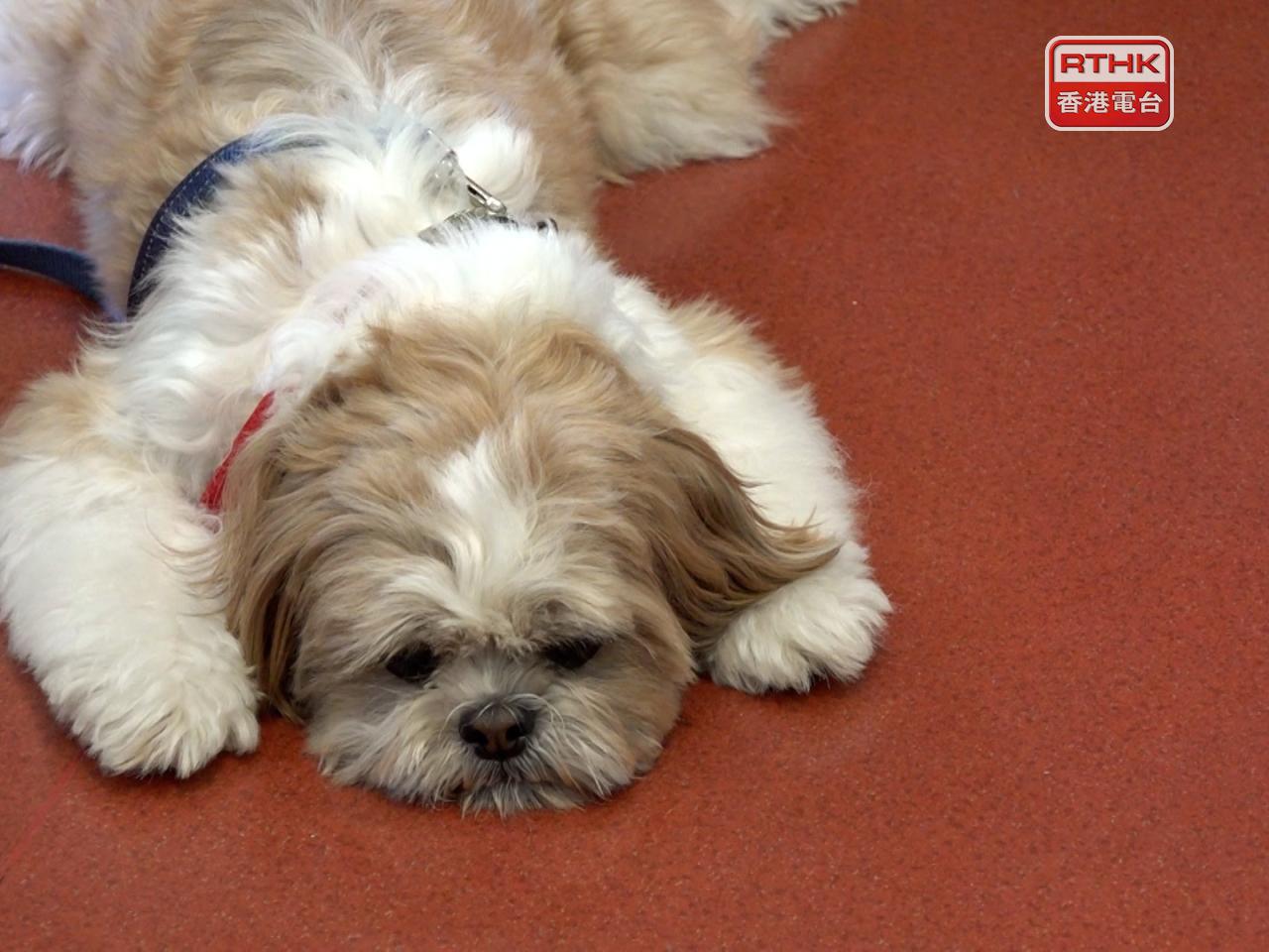 政府建議修訂《食物業規例》，賦權食環署署長批出准許，在符合指定法定要求的情況下，讓狗隻可進入及逗留在食物業處所內。（港台圖片）